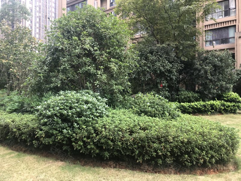 岳麓区最新法拍房 长沙市星澜汇雅苑法拍房 