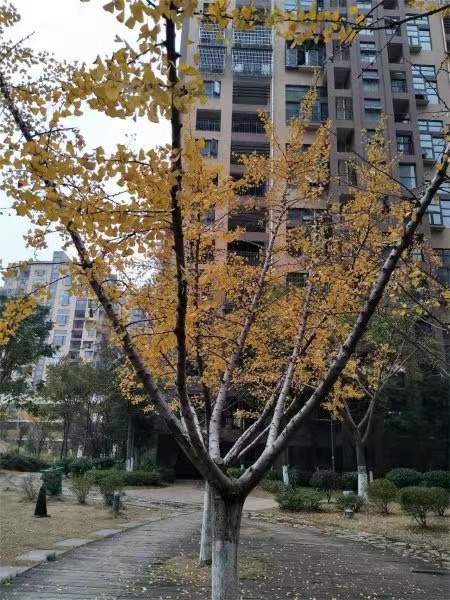 长沙法拍房丽发新城 长沙最近捡漏法拍房