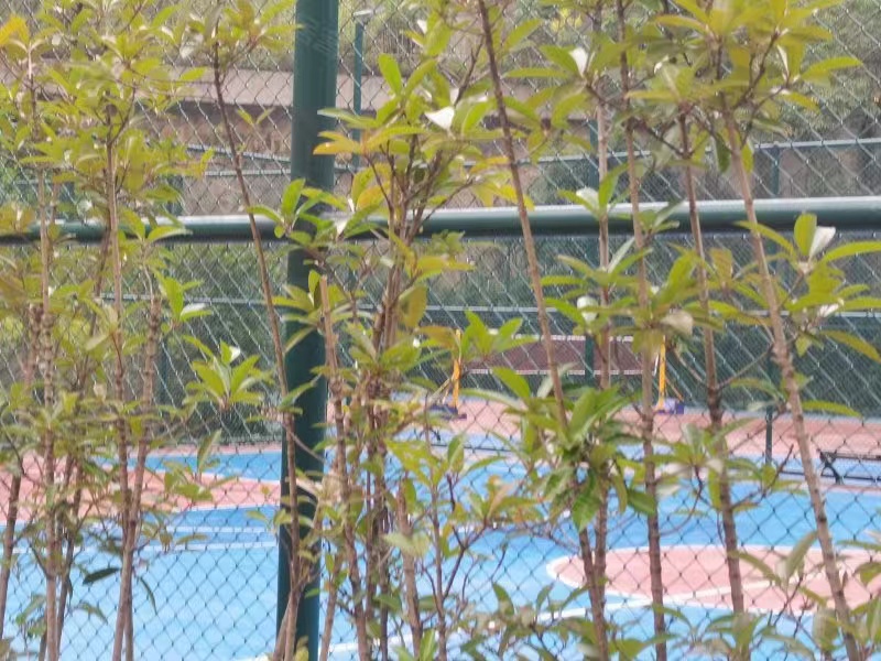 长沙梅溪湖法拍房可靠吗 长沙梅岭国际法拍房