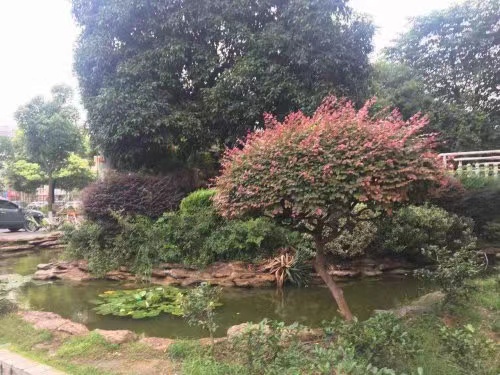 长沙芙蓉区淘宝法拍房 长沙芙蓉区芙蓉苑法拍房